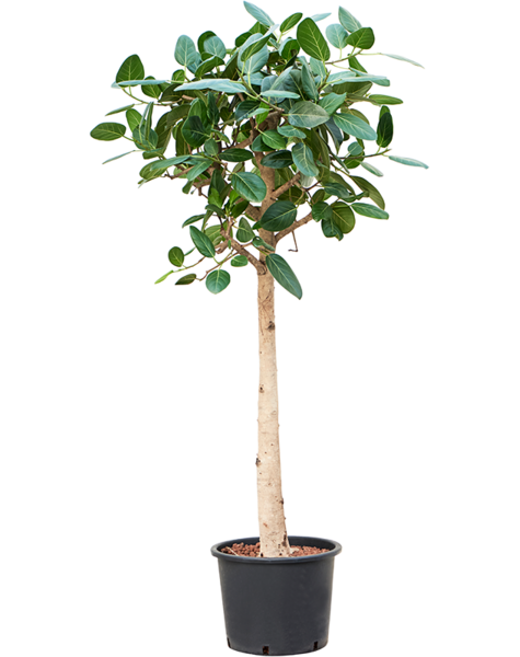 Ficus en hydroculture