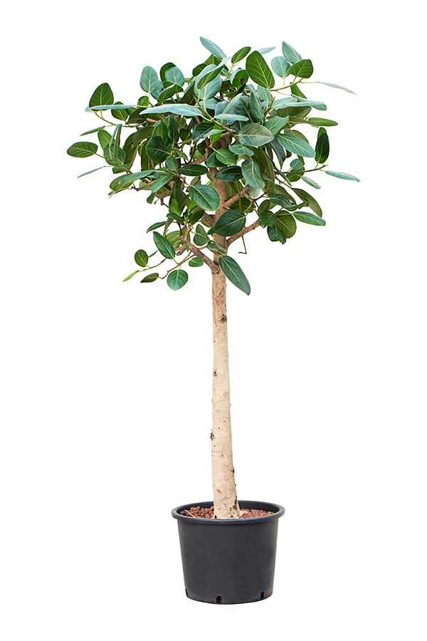 Ficus Benghalensis Audrey en hydroculture