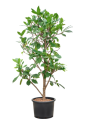 Hydroplant Ficus Cyathistipula