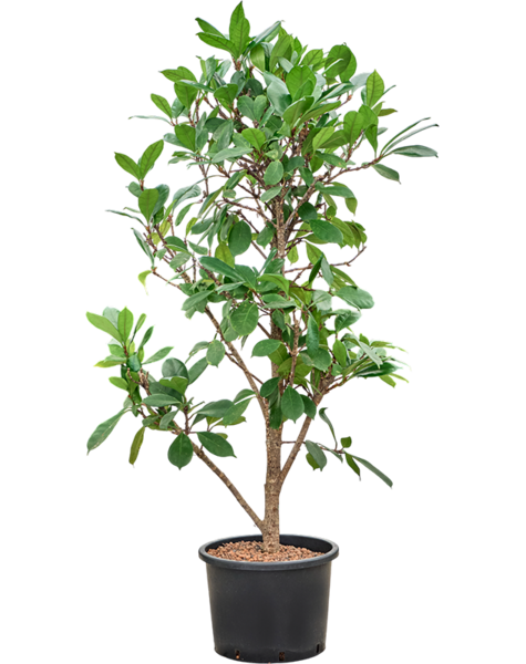 Hydroplante Ficus