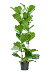 Hydroplant Ficus Lyrata