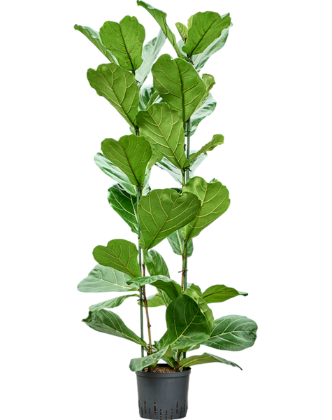 Hydroplant Ficus