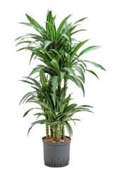 Hydroplant Dracaena Fragrans Ulises
