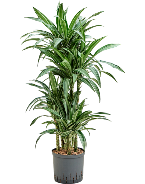 Hydroplant Dracaena