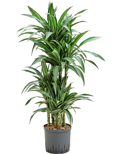 Hydroplante Dracaena