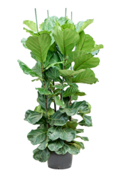 Plante hydroponique Ficus Lyrata