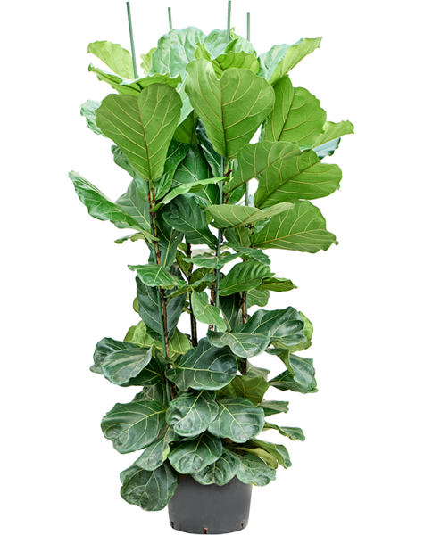 Hydroplant Ficus