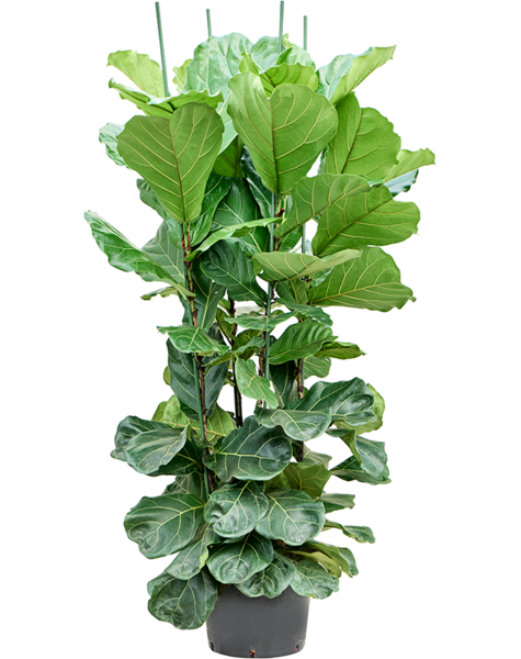 Plante hydroponique Ficus