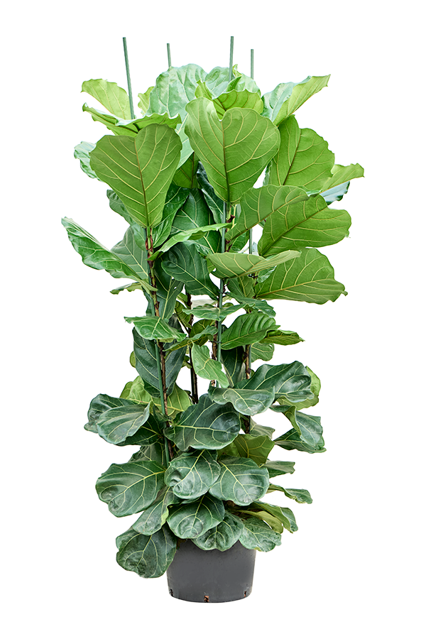 Plante hydroponique Ficus Lyrata