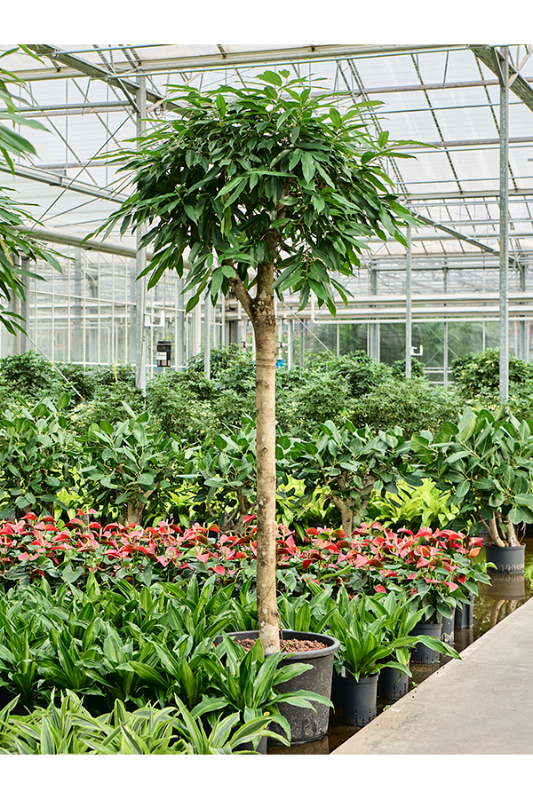 Ficus en hydroculture Binnendijkii Amstel King