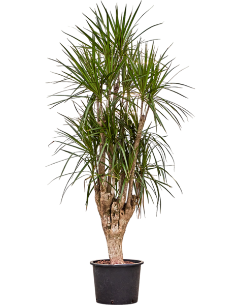 Hydroplant Dracaena