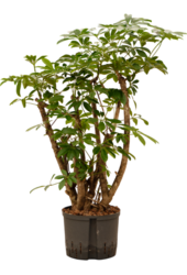 Hydroplante Schefflera Arboricola Compacta
