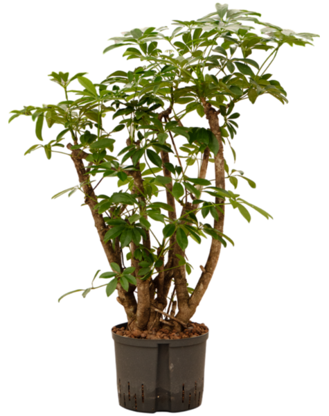 Hydroplante Schefflera
