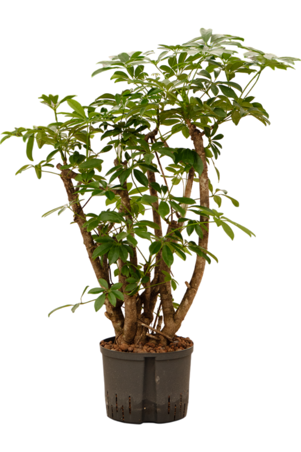 Hydroplant Schefflera Arboricola Compacta