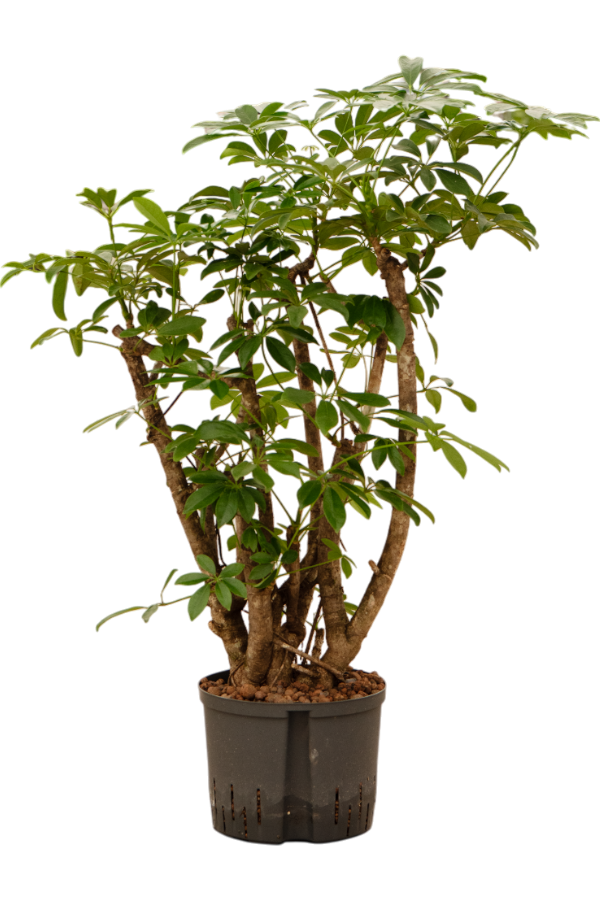 Hydroplante Schefflera Arboricola Compacta