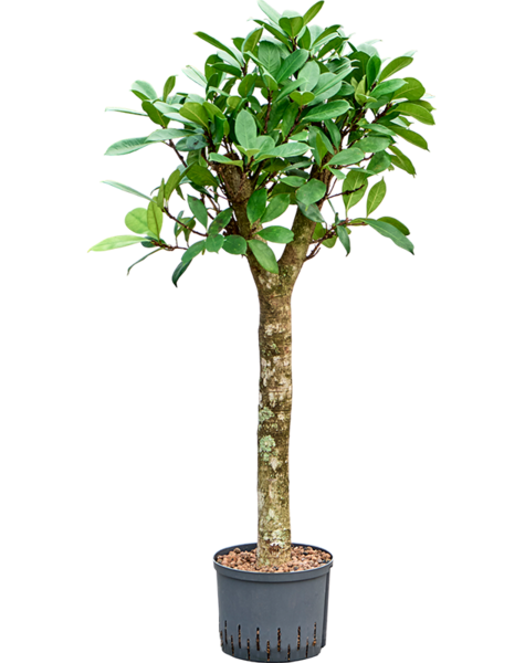 Hydroplant Ficus
