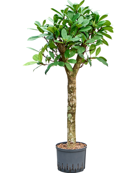 Plante hydroponique Ficus