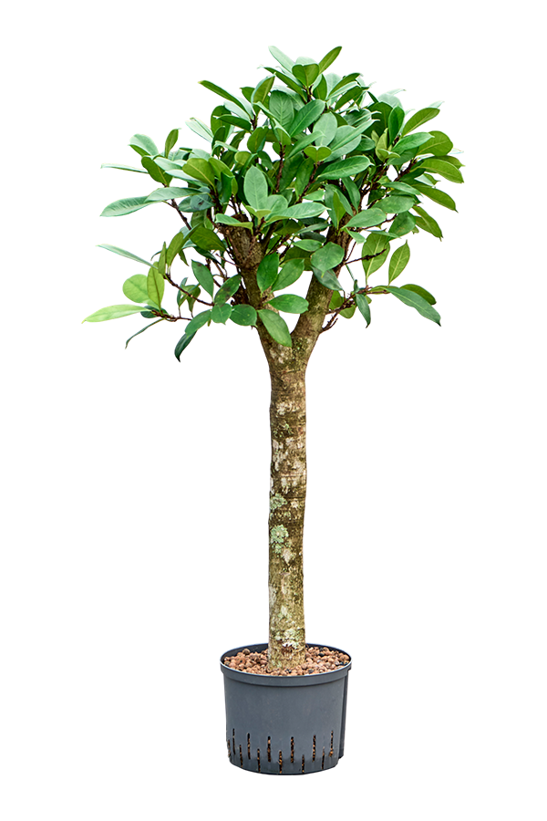 Hydroplant Ficus Cyathistipula