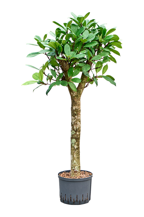 Plante hydroponique Ficus Cyathistipula