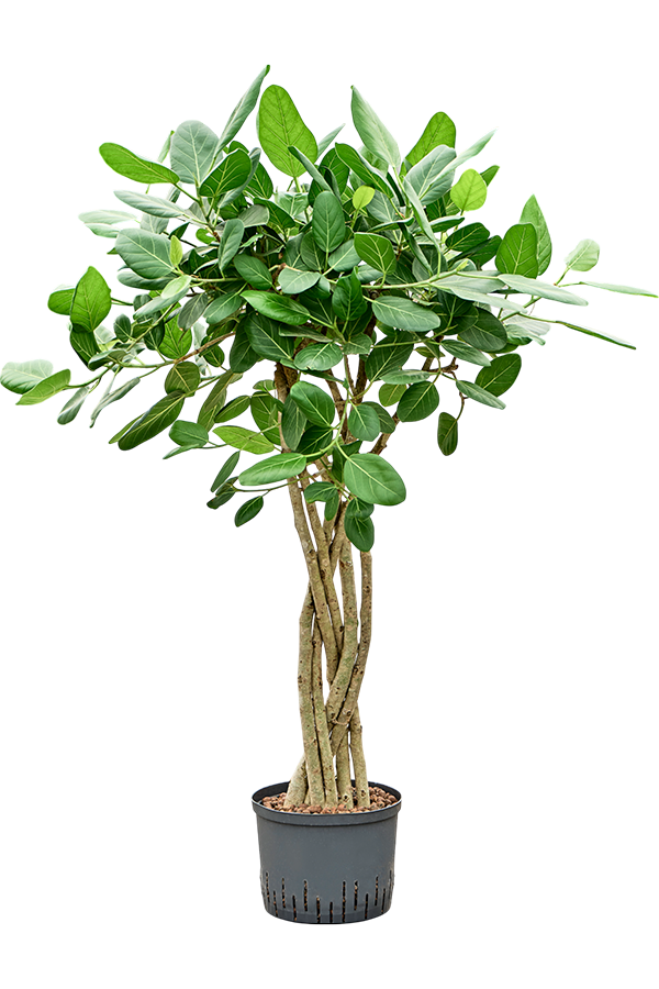 Hydroplante Ficus Benghalensis Audrey