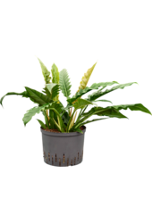 Hydroplant Philodendron Selloum Narrow
