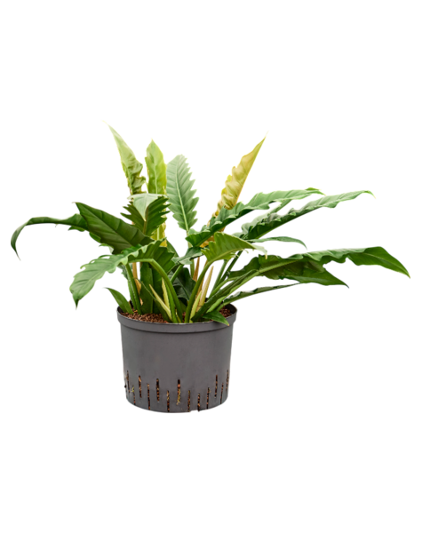 Hydroplant Philodendron