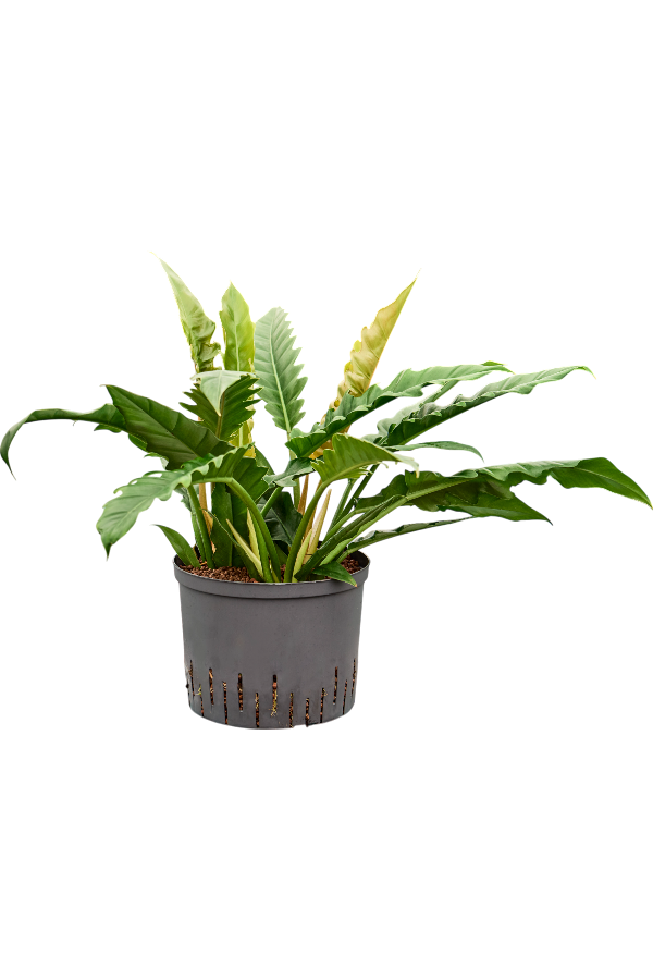 Hydroplant Philodendron Selloum Narrow