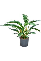 Hydroplant Philodendron Selloum Narrow