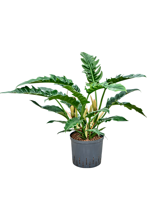 Hydroplant Philodendron Selloum Narrow