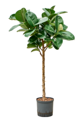 Hydroplant Ficus Elastica Cloe