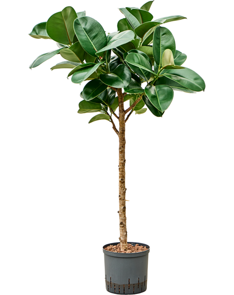 Hydroplant Ficus