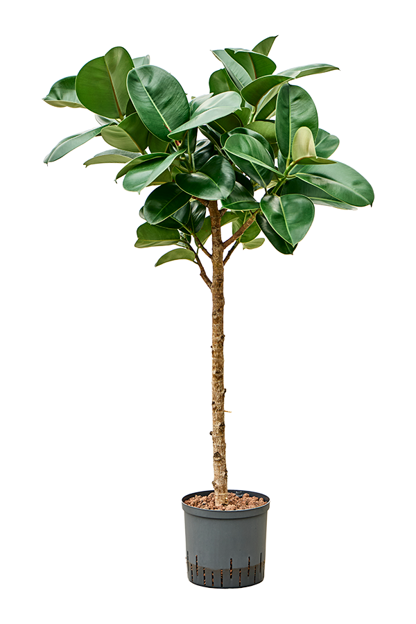 Hydroplant Ficus Elastica Cloe