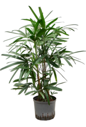 Hydroplante Rhapis Excelsa