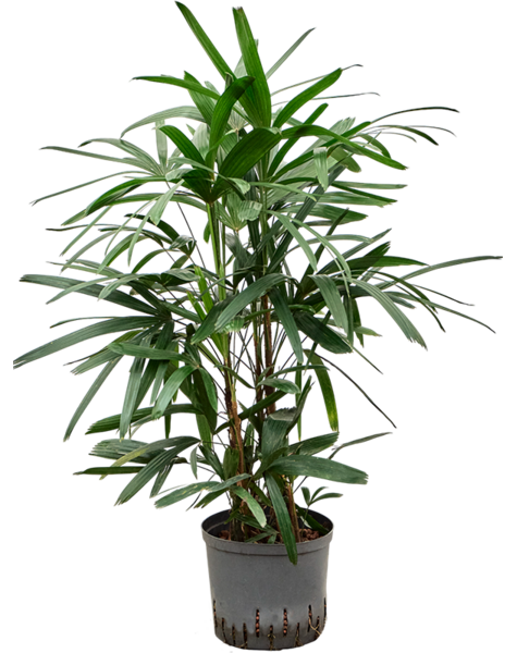Hydroplante Rhapis