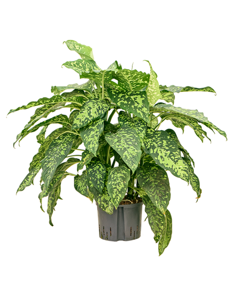 Hydroplant Dieffenbachia