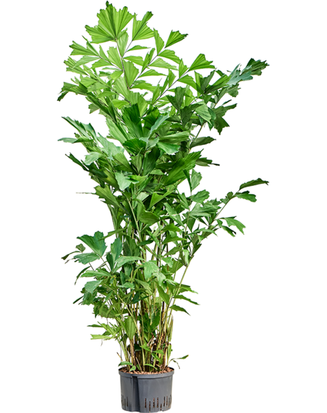 Hydroplant Caryota