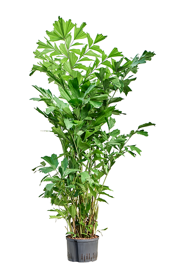 Hydroplante Caryota Mitis