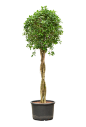 Hydroplant Ficus Microcarpa ‘Nitida’