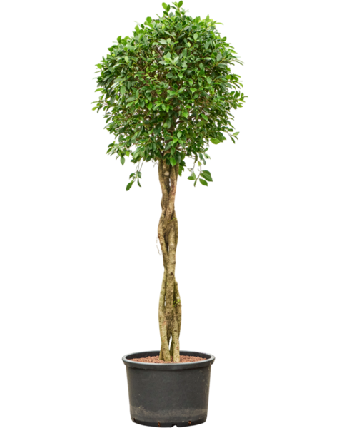 Hydroplant Ficus