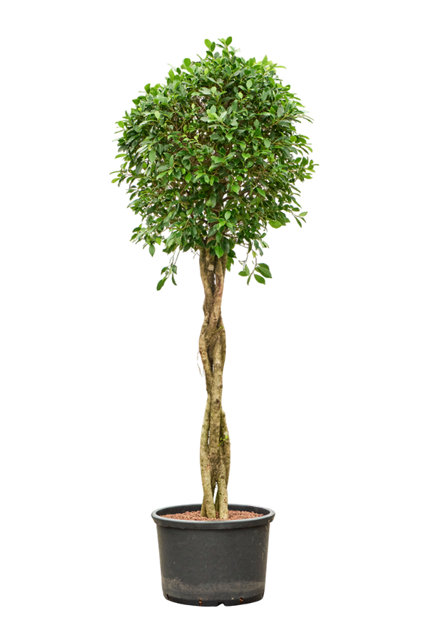 Hydroplant Ficus Microcarpa ‘Nitida’
