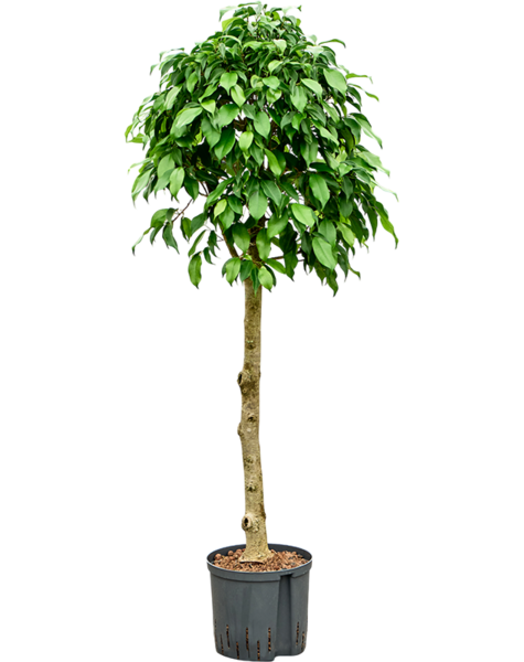 Hydroplant Ficus