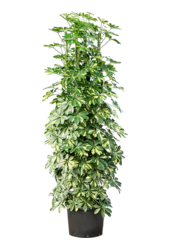 Hydroplant Schefflera Arboricola Gold Capella