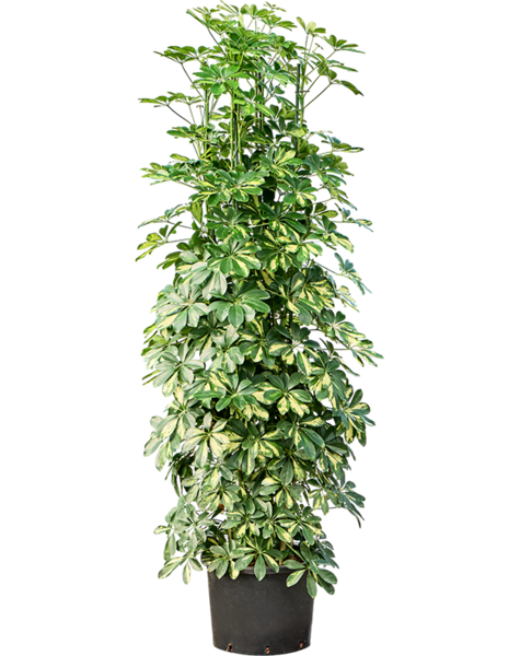 Hydroplant Schefflera