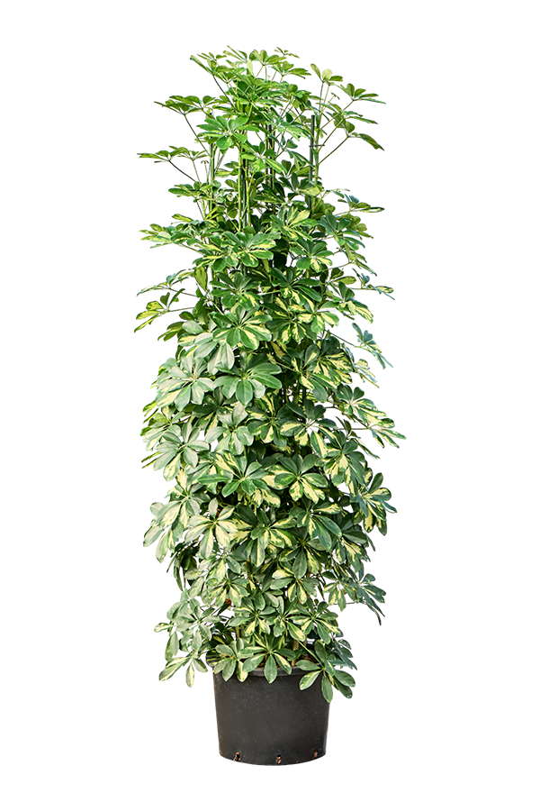 Hydroplant Schefflera Arboricola Gold Capella
