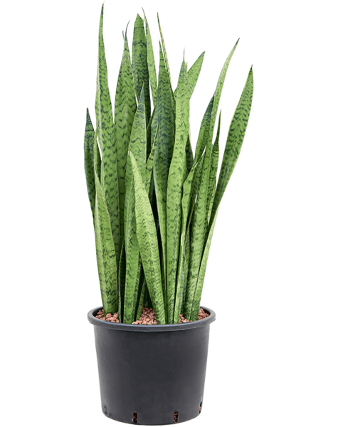 Hydroplant Sansevieria