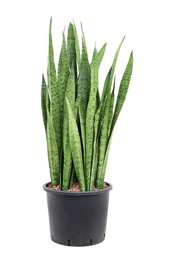 Hydroplant Sansevieria Zeylanica