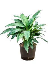 Hydroplante Spathiphyllum Hybrides