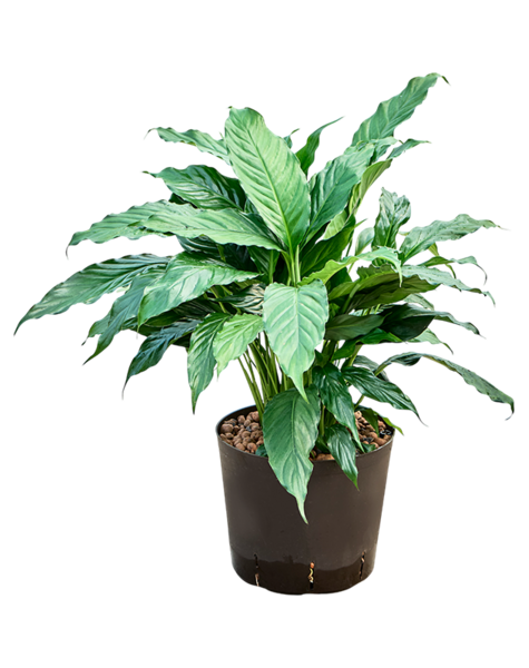 Hydroplante Spathiphyllum