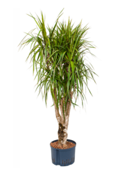 Hydroplant Dracaena Marginata