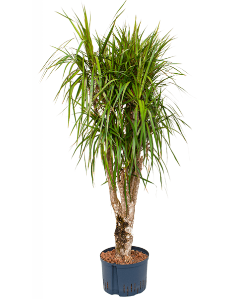 Hydroplant Dracaena